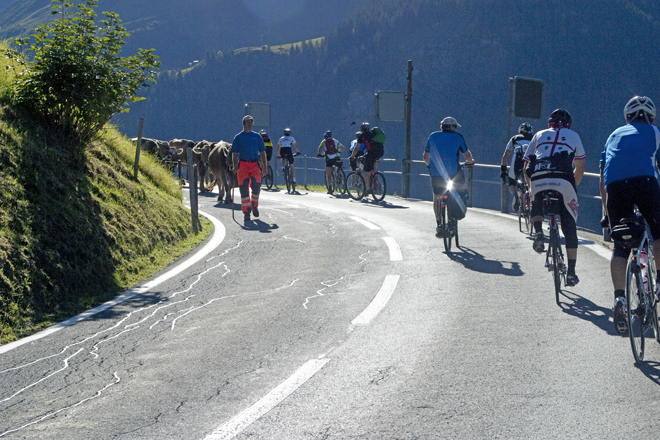 Velos treffen Kühe